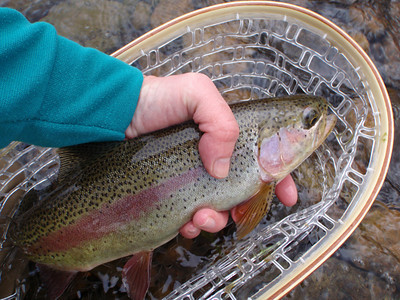 Brodin's Gallatin Ghost Catch & Release Net