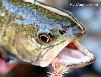 BROOK TROUT