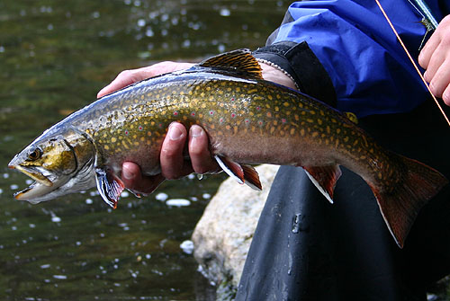 BROOK TROUT