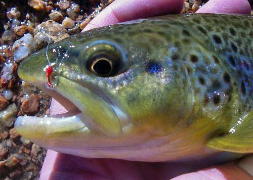 Big Brown Trout