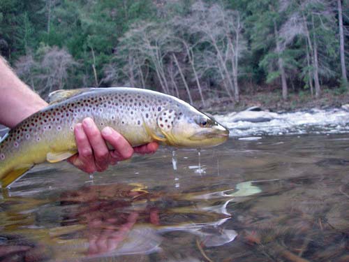 Brown Trout Brown Trout