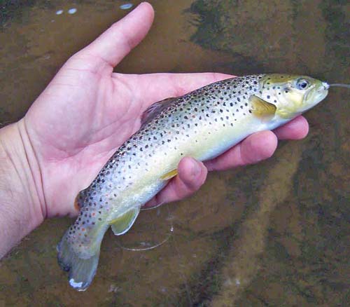  Brown Trout in hand