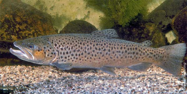  Brown Trout