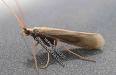 caddisfly