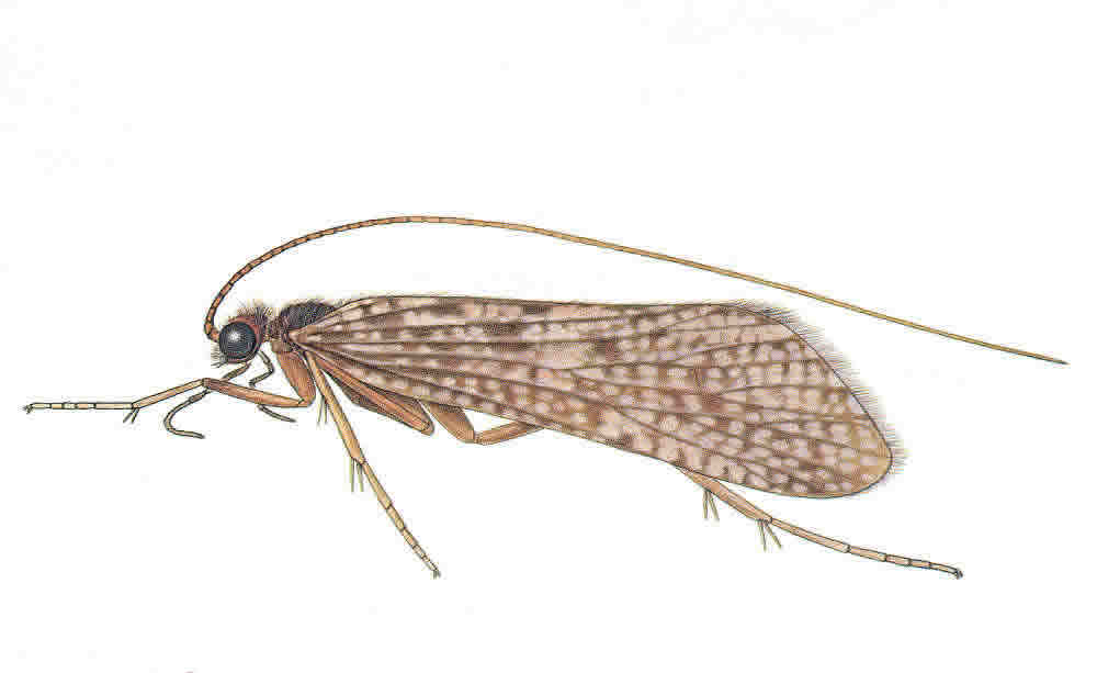 caddisfly