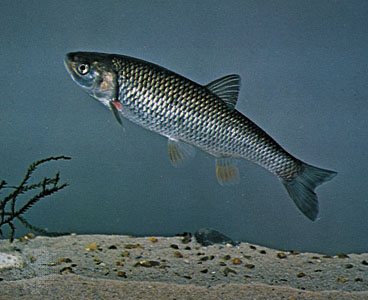 FRESHWATER CHUB