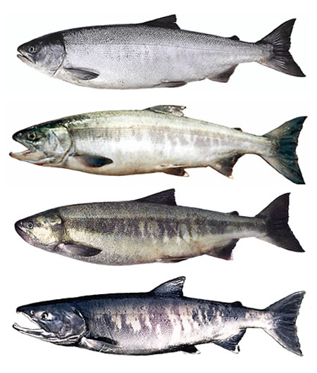 A Chum Salmon's Progression Through Life