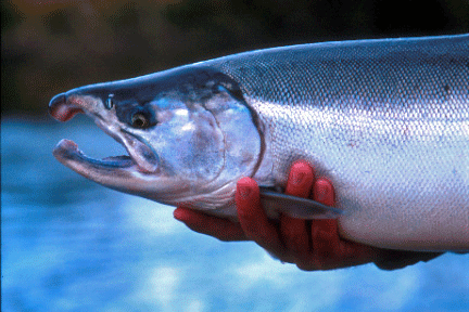 Silver salmon