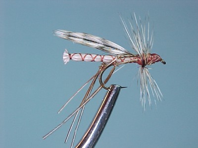 crane fly