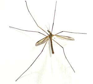 Crane fly Crane fly