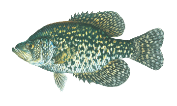 Black Crappie