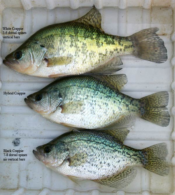 Crappie