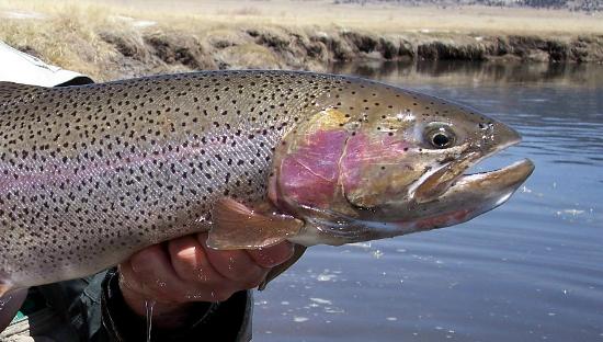 Cutbow Trout