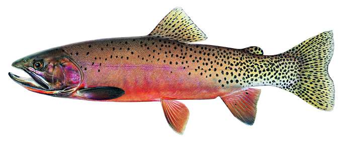 CUTTHROAT TROUT RECIPES