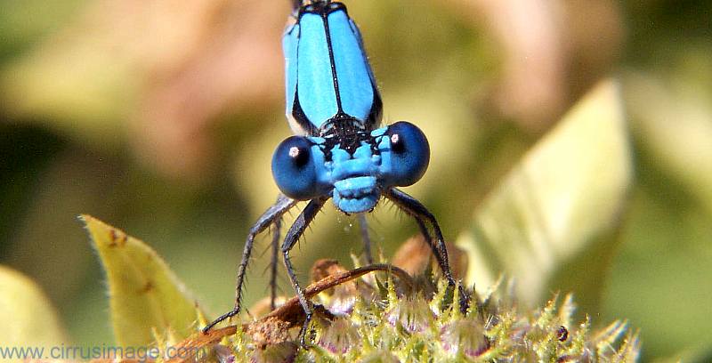 blue dancer damselfly