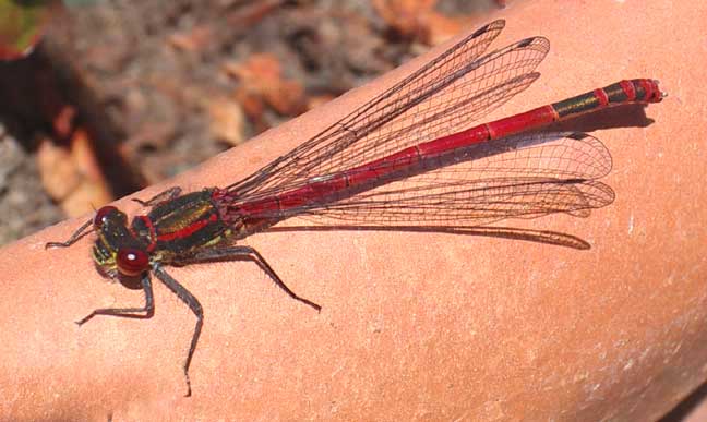 red damselfly