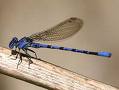 damselfly