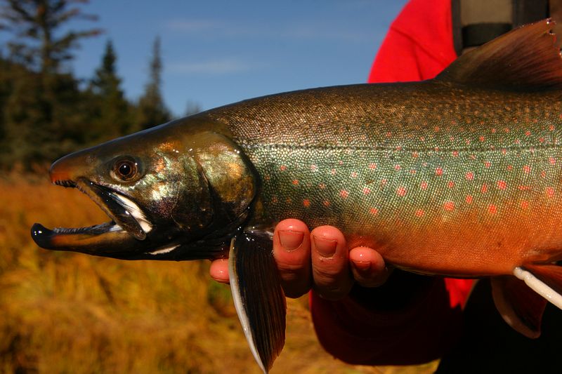 Arctic Char