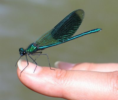 dragonflies are nice