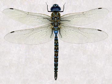 dragonfly