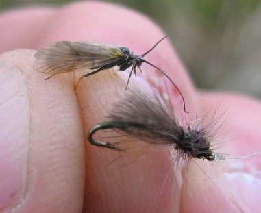 Dry Fly Patterns 