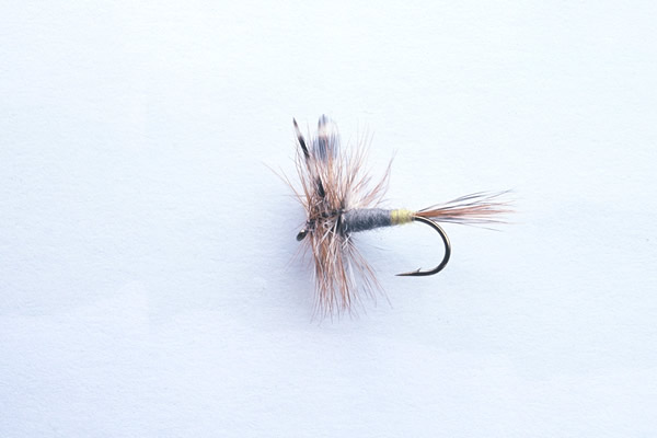 A female Adams Dry Fly