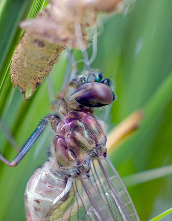 Dragonfly Nymph emerging to become an Adult