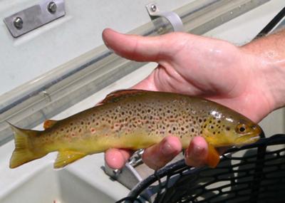 WILD BROWN TROUT