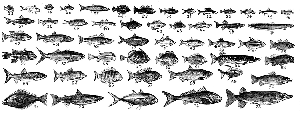 fish menagerie