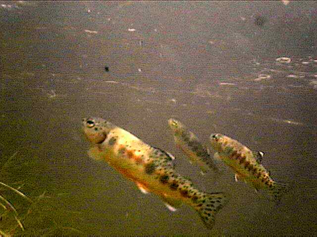 School of Golden Trout