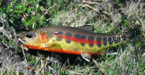 Golden Trout