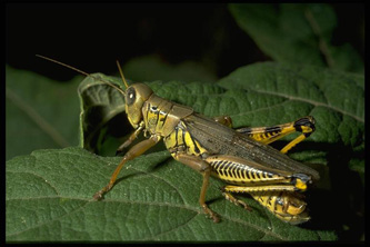differential grasshopper differential grasshopper
