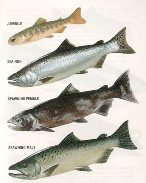 Stages of  the King Salmon 