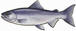 Landlocked, the Kokanee in its Normal Colors