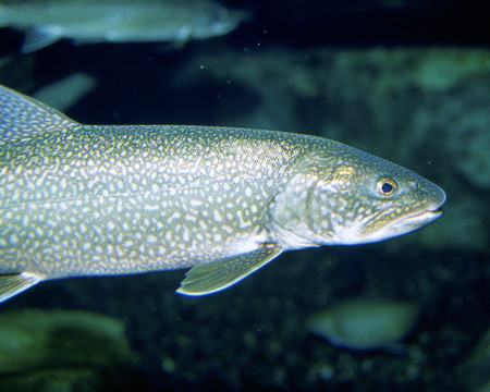 LAKE TROUT