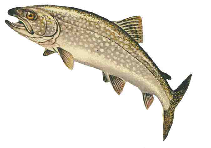 LAKE TROUT