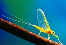 mayfly