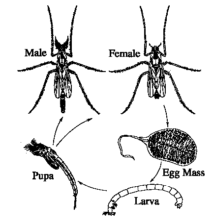 The midge's life cycle