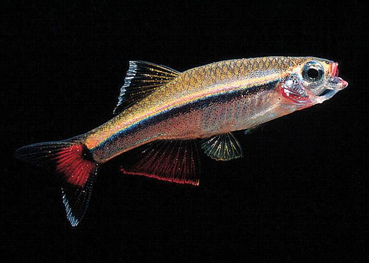 FRESHWATER MINNOW