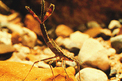 Damselfly Nymph