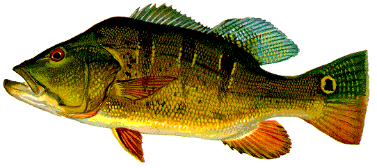 Peacock Bass