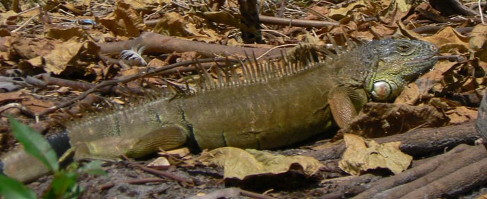 Iguana along bank