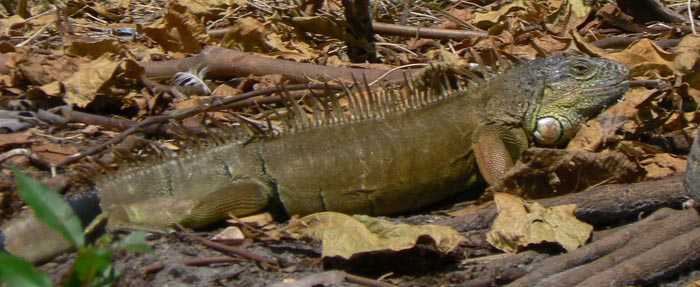 Miami Iguana in Peacock Bass territory