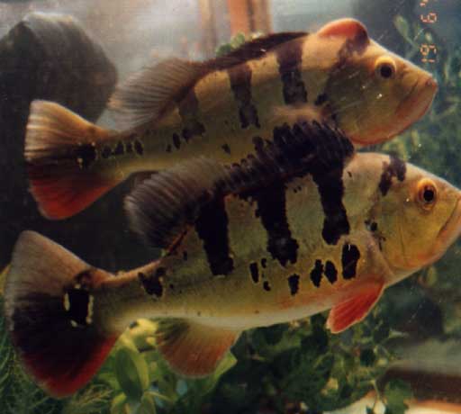 Male and Female Peacock Bass
