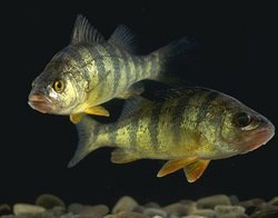 Yellow Perch Yellow Perch