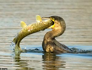 Pike meets Cormorant