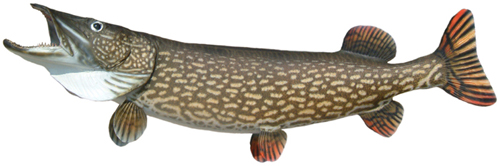 Pike