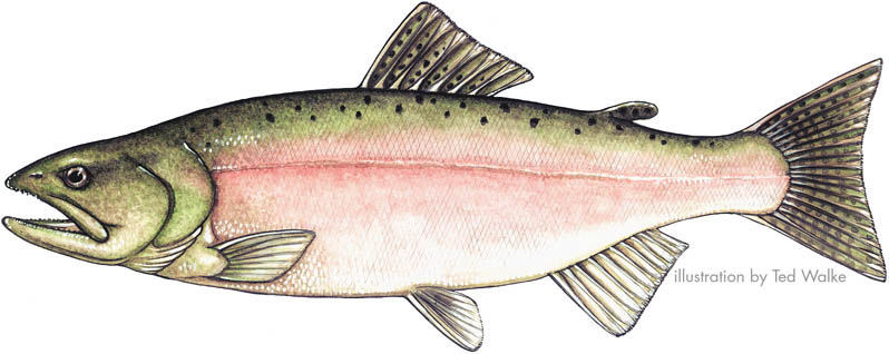PINK SALMON RECIPES