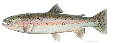 Rainbow Trout