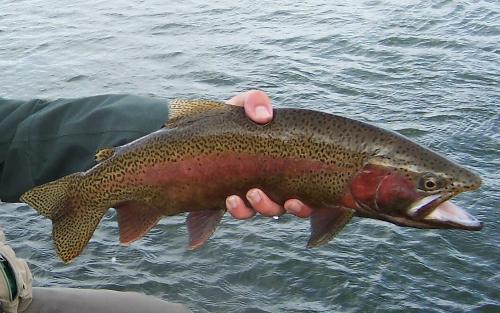 Rainbow Trout